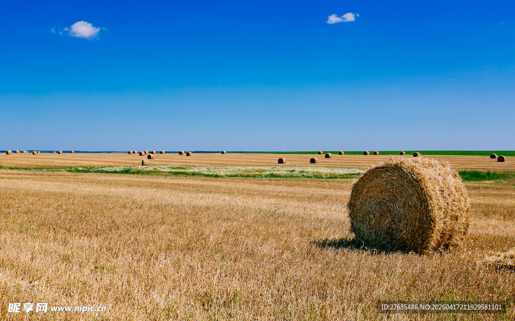 金黄田野中的干草垛