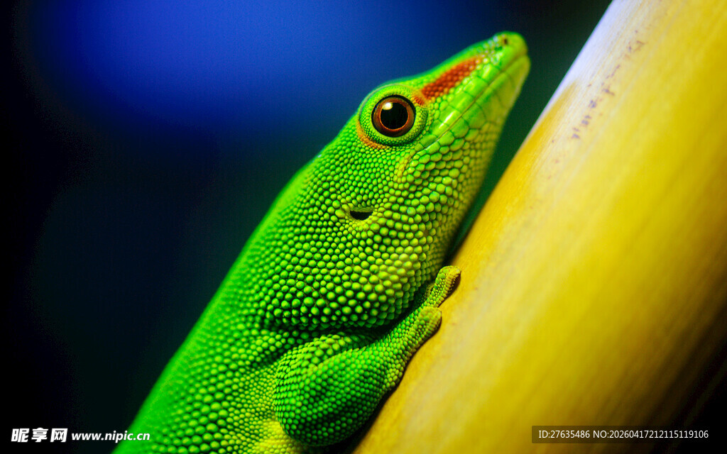 翠绿壁虎攀附黄色物体