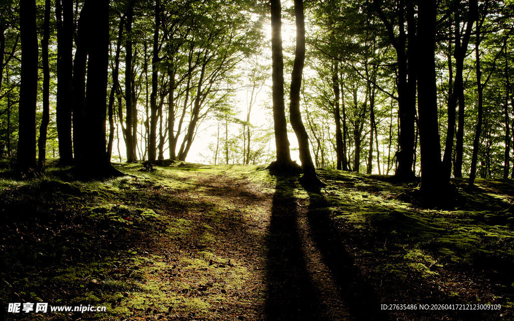 阳光洒落林间的静谧小道