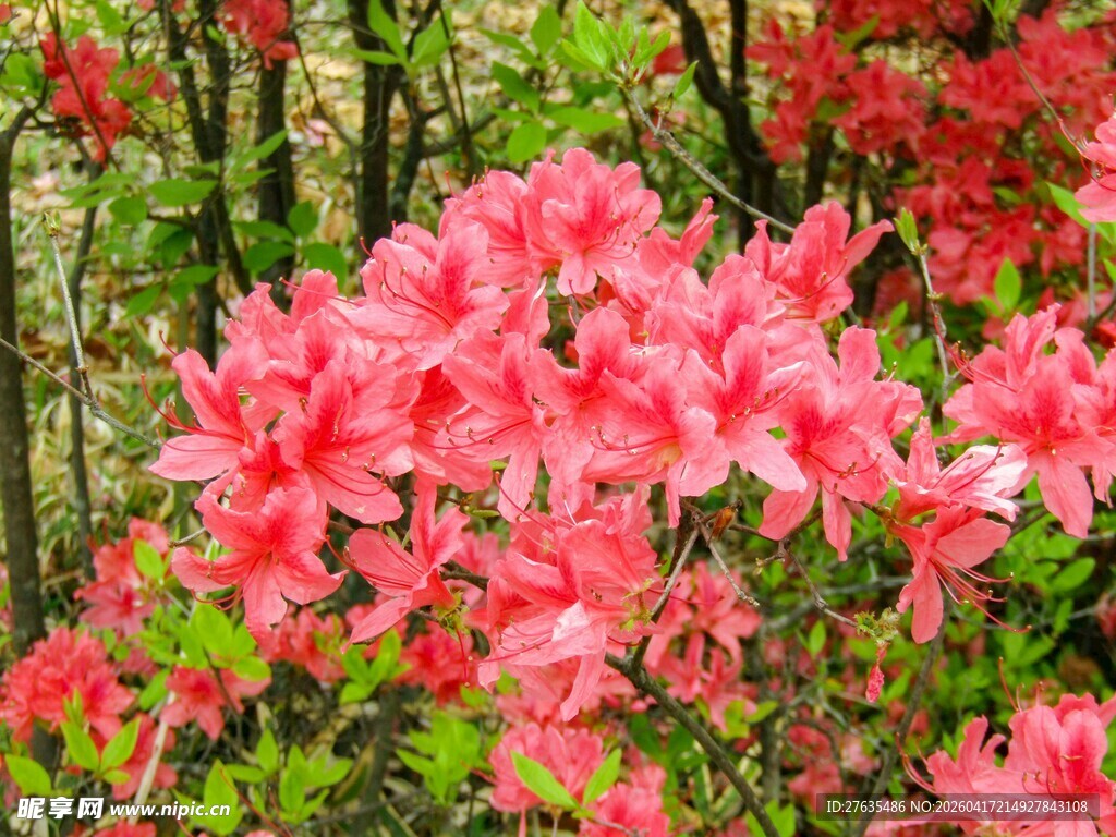 盛开的艳丽粉红色杜鹃花