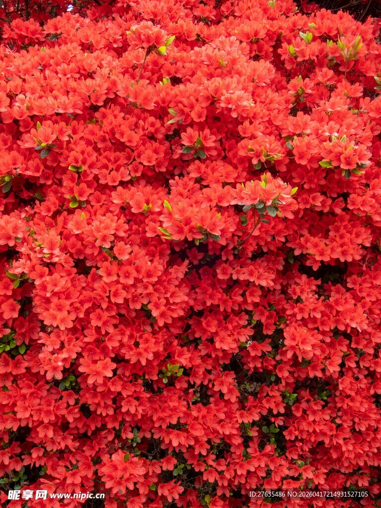 热烈绽放的艳红花卉