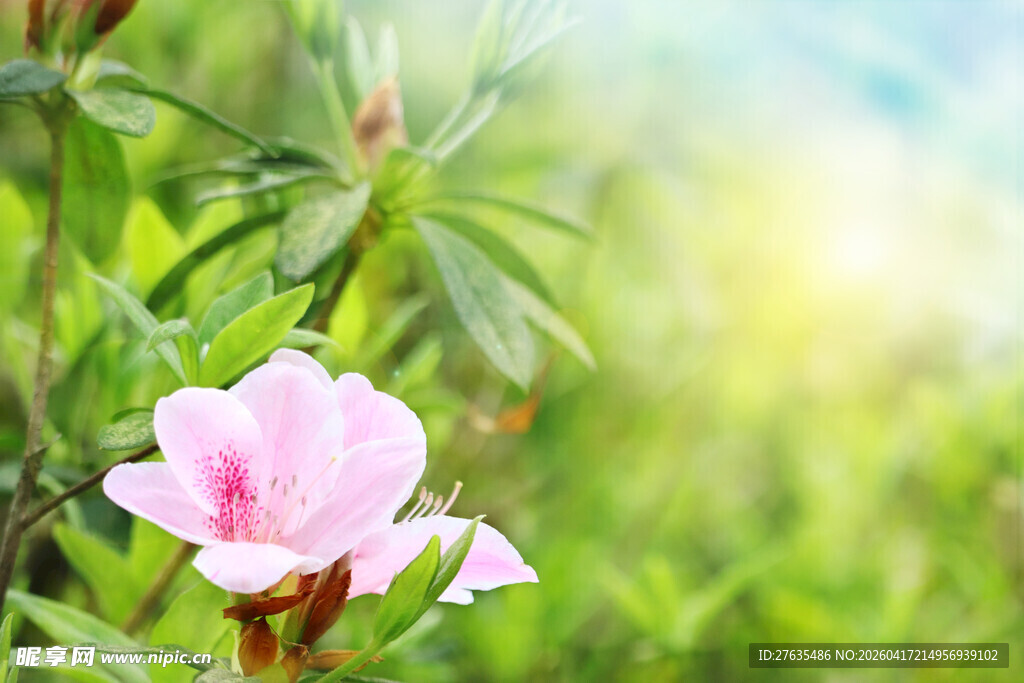 粉色娇艳花朵绽放于绿野