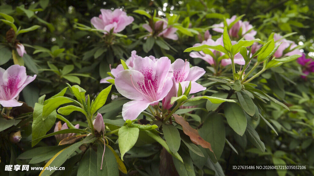 娇艳盛开的粉色杜鹃花
