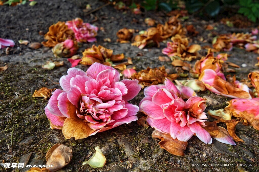 地上绽放与凋零的花朵