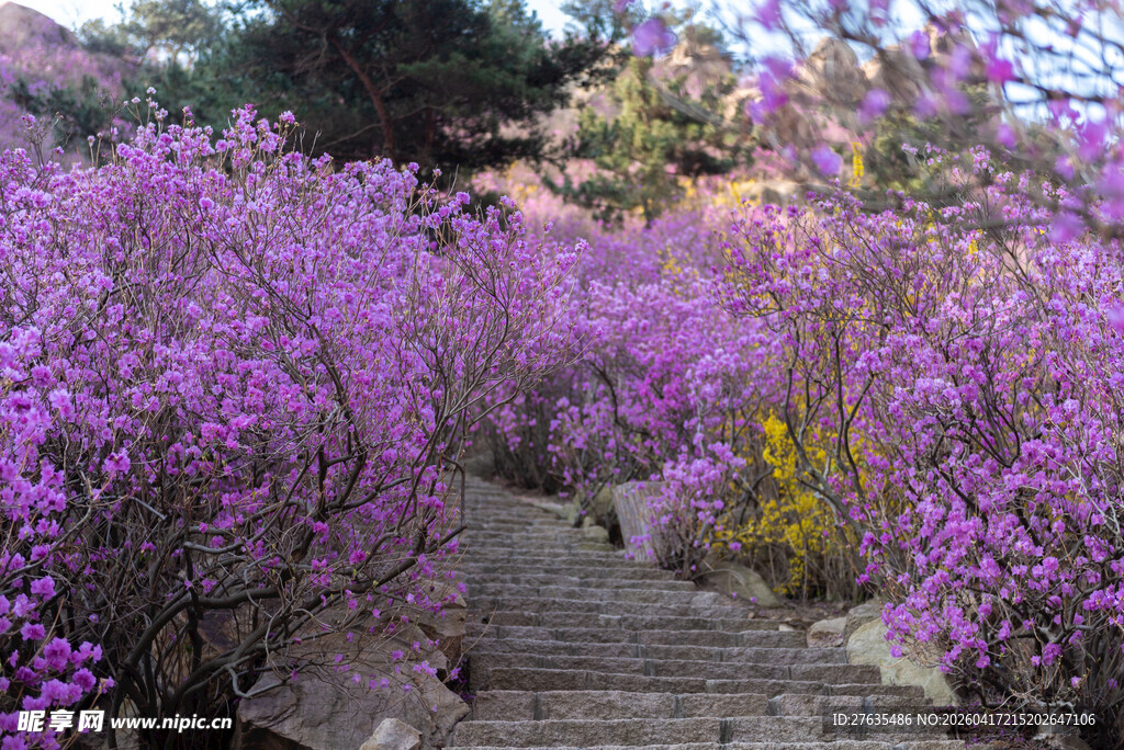 紫色花丛中的石阶小径