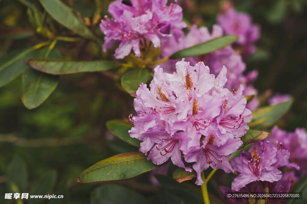 绽放的紫色杜鹃花
