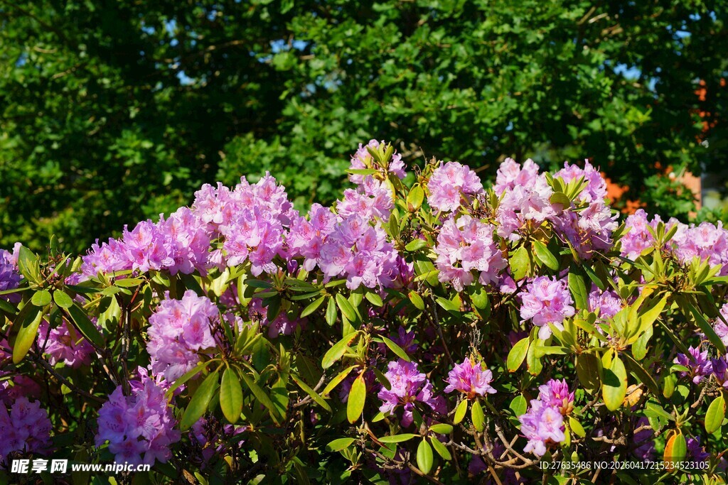 盛开的紫色杜鹃花