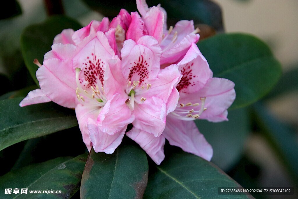 娇艳粉色杜鹃花绽放