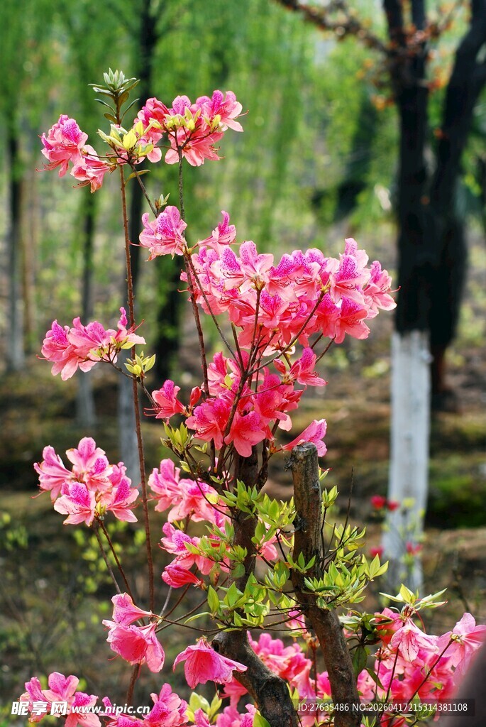 春日绽放的娇艳粉色花朵