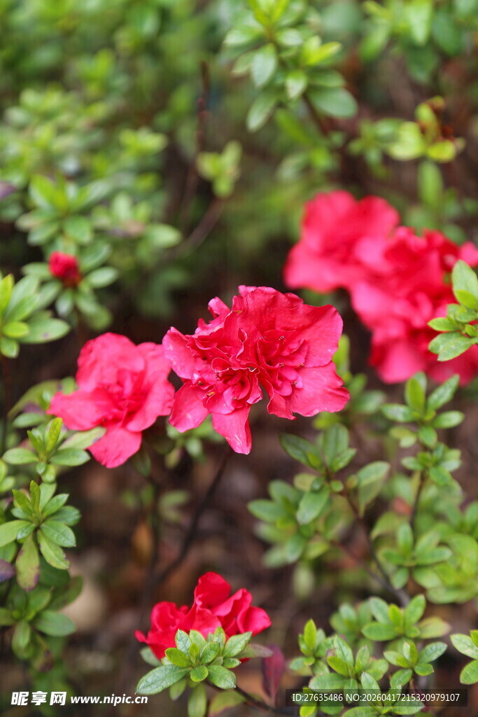 娇艳红杜鹃绽放绿叶间