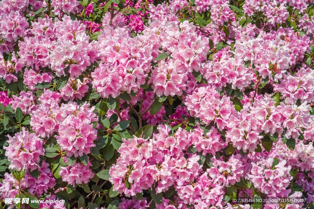 粉色繁花绽放艳丽美景