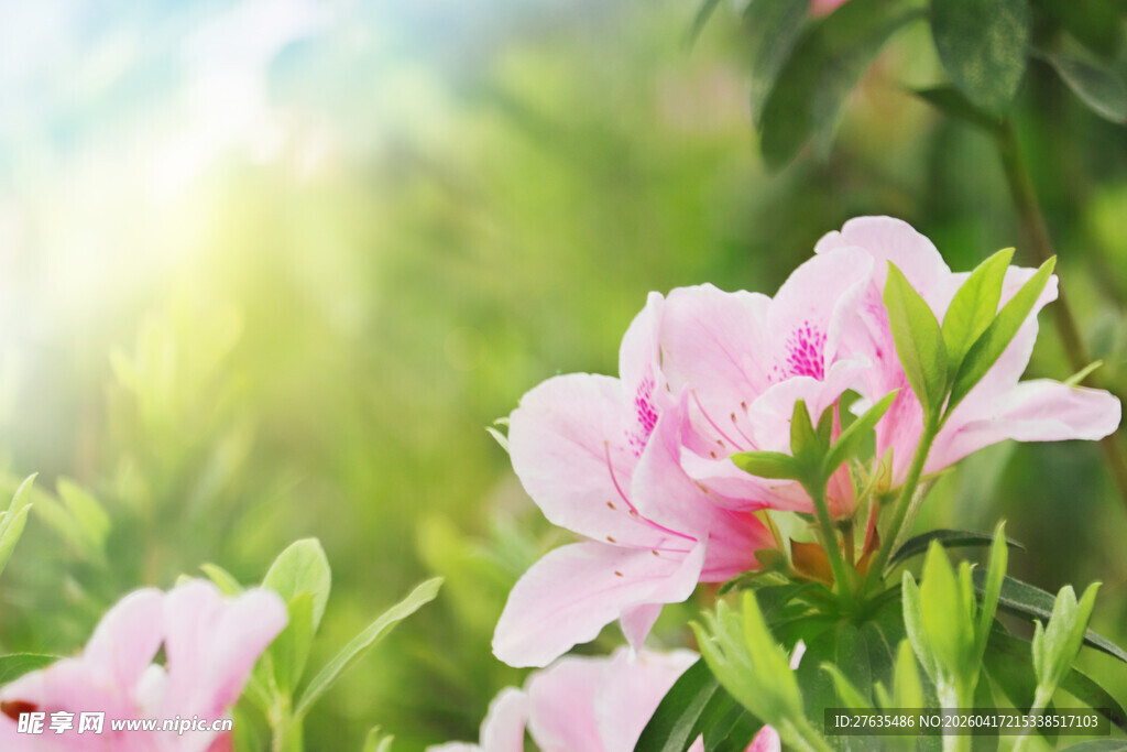 粉色娇艳花朵绽放绿意间