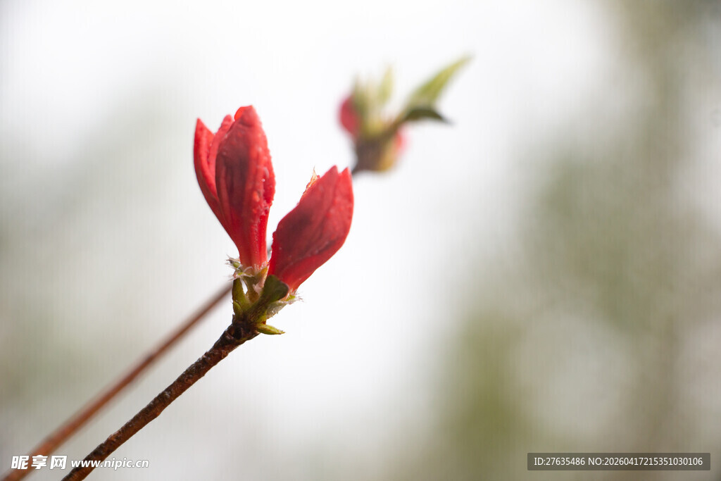 枝头绽放的娇艳红花朵