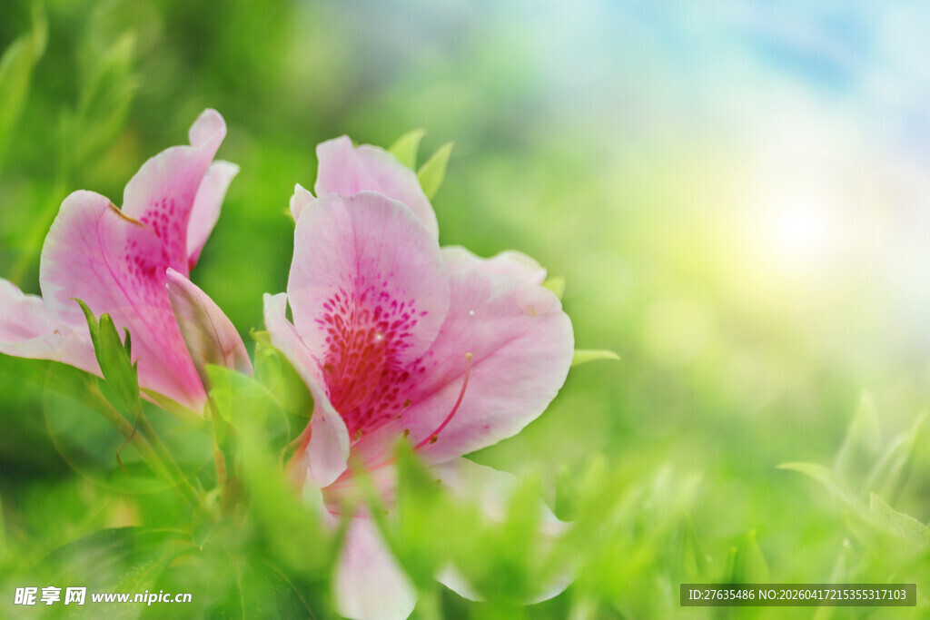 粉色花朵绽放于绿意间