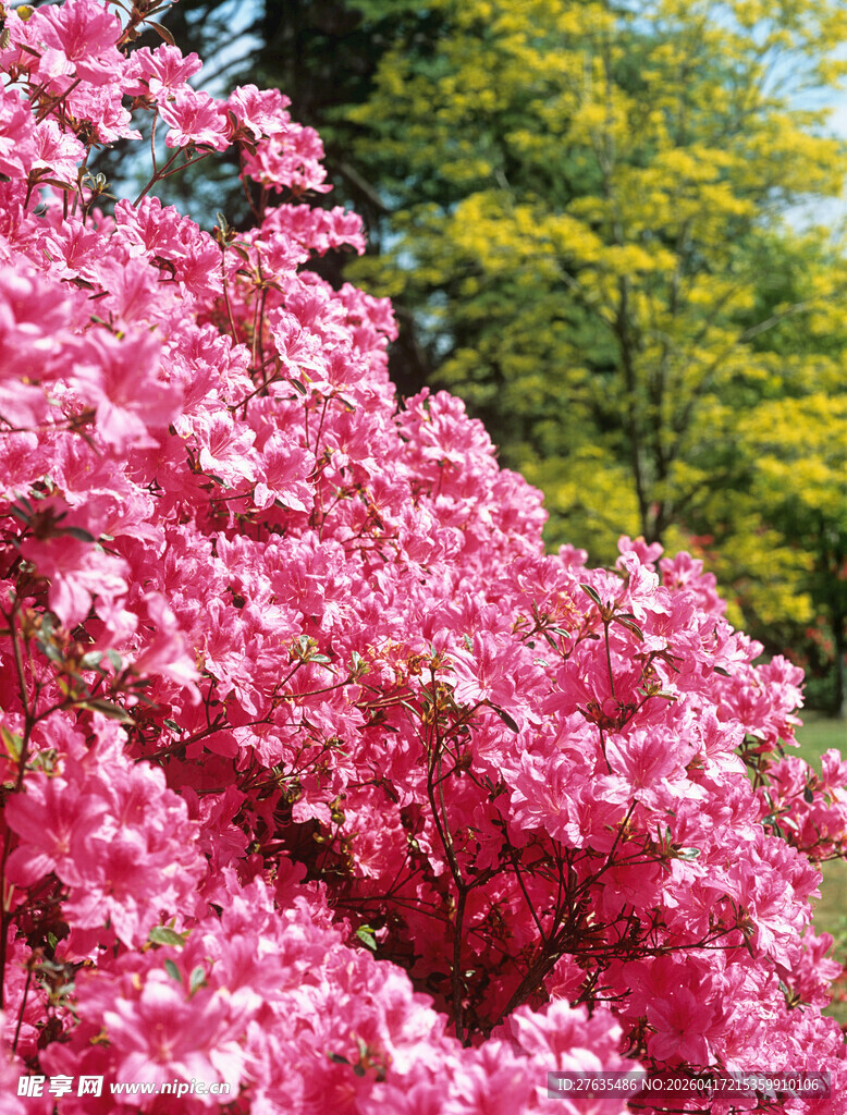 盛开的粉色繁花