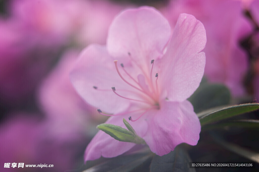 娇艳盛开的粉色杜鹃花