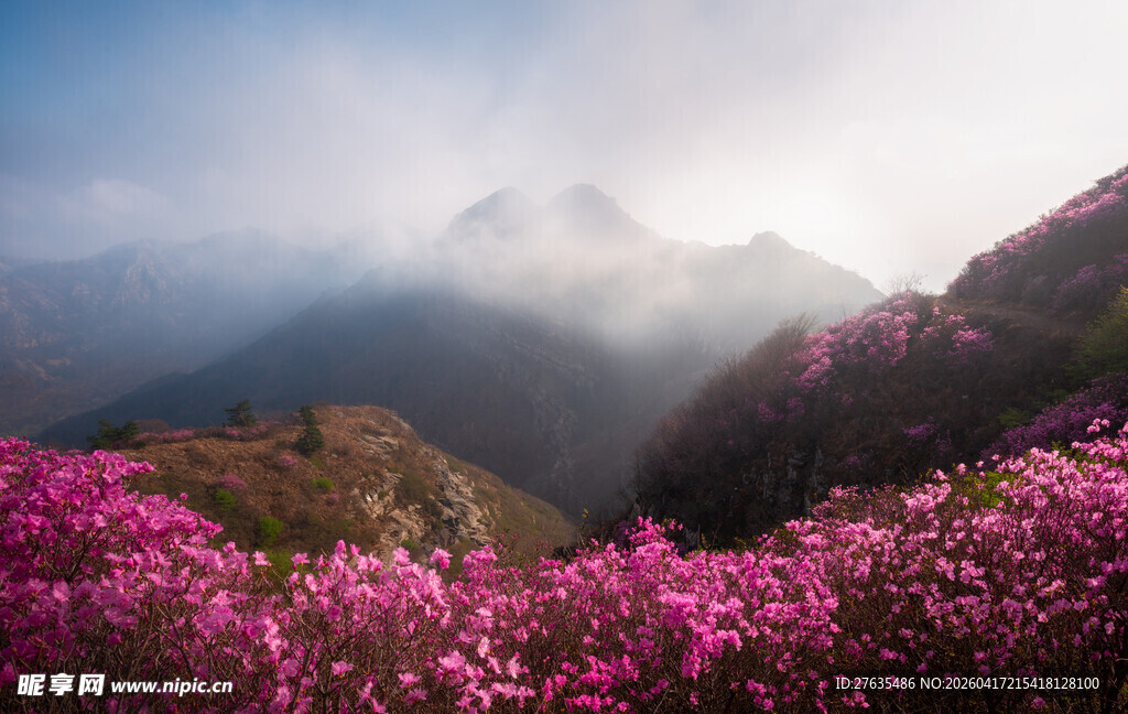 山间烂漫杜鹃花海