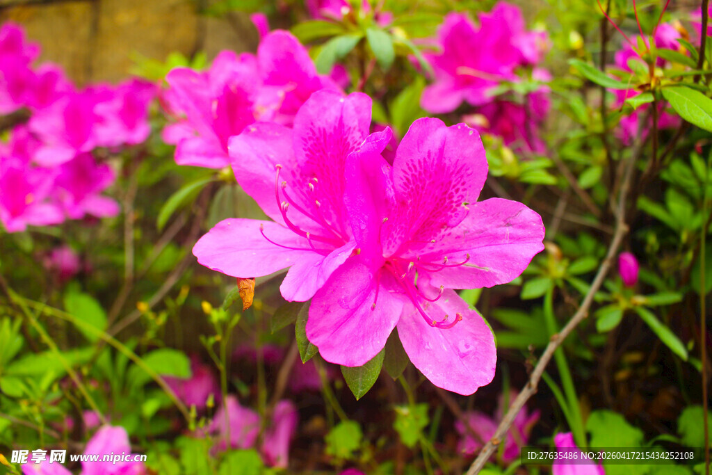 娇艳盛开的粉色杜鹃花