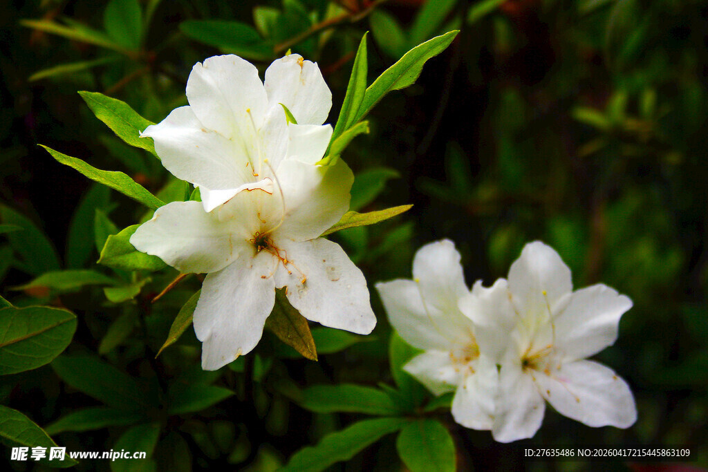 两朵洁白绽放的美丽花朵