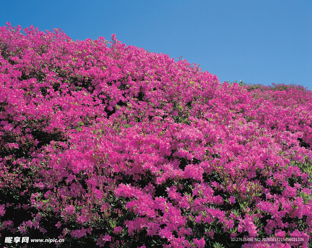 绚烂紫花绽放蓝天之下