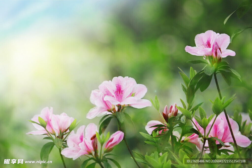 粉色娇艳杜鹃花绽放