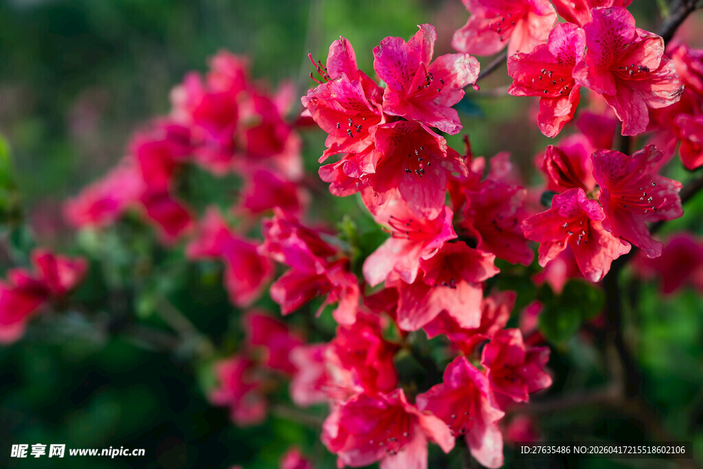 娇艳盛开的粉红色杜鹃花