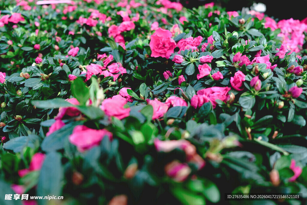 粉色花卉繁茂的美丽景象