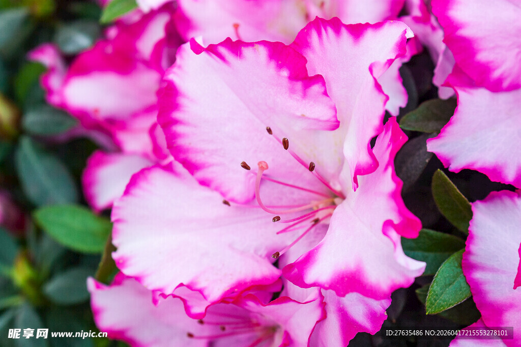 娇艳粉色杜鹃花绽放