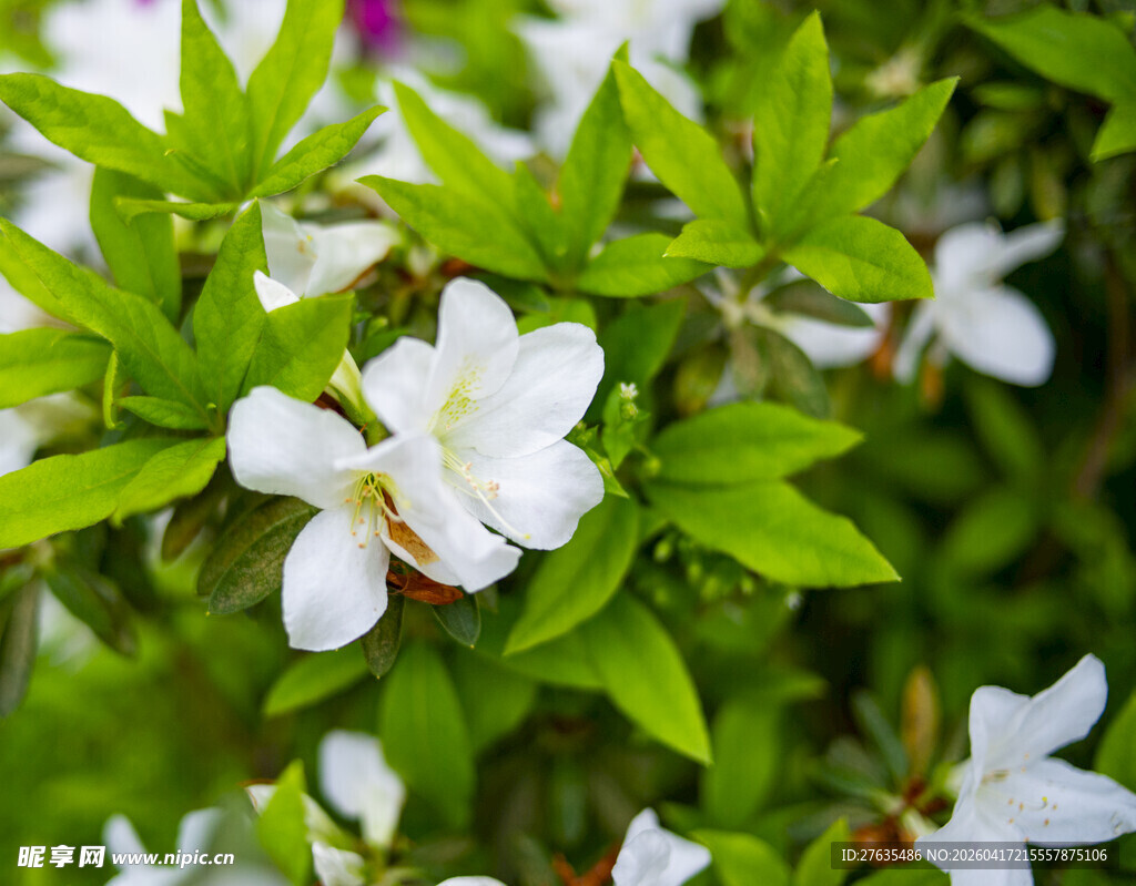绿叶间绽放的白色花朵