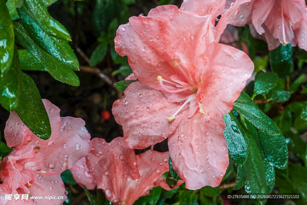 娇艳带露粉色杜鹃花