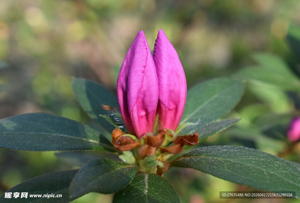娇艳绽放的粉色花蕾