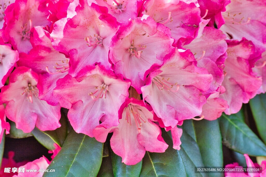 娇艳粉色杜鹃花绽放