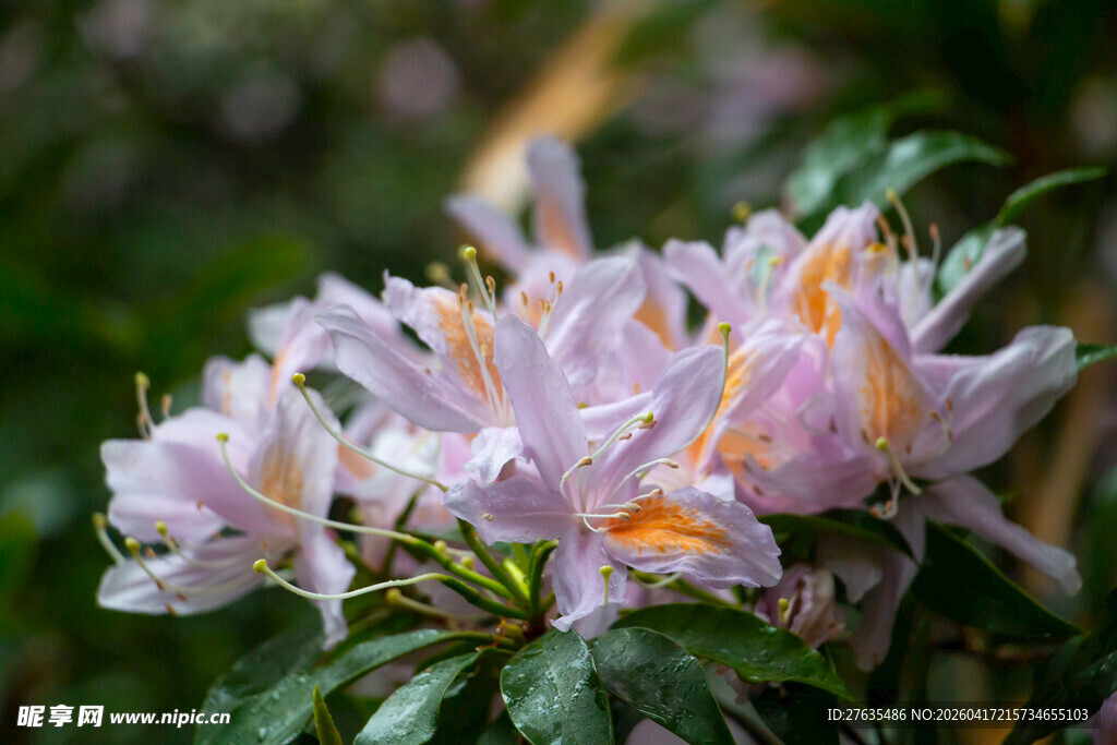 淡紫色杜鹃花绽放