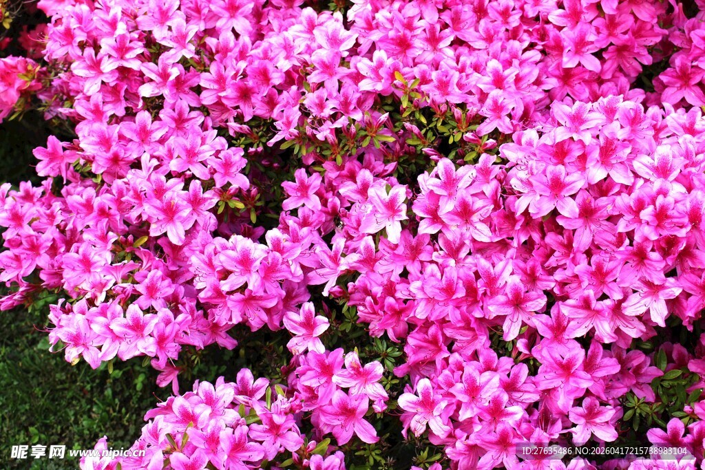 娇艳粉色花卉绽放