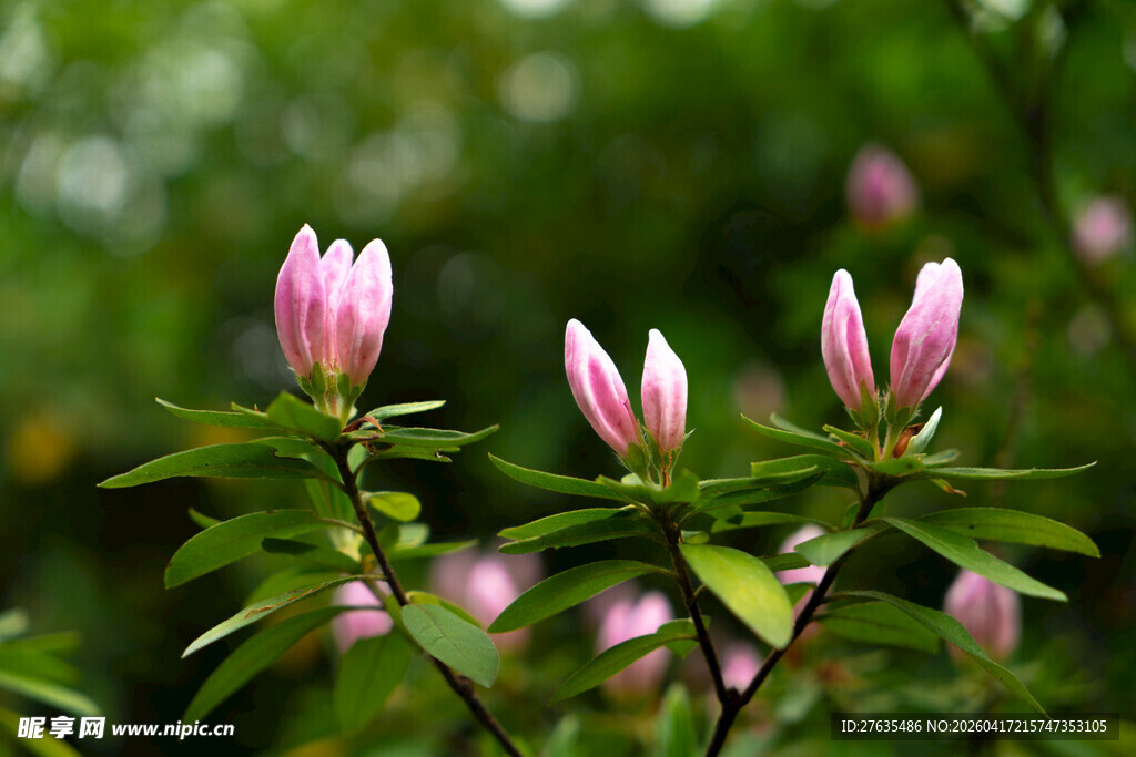粉嫩玉兰花苞绽放枝头