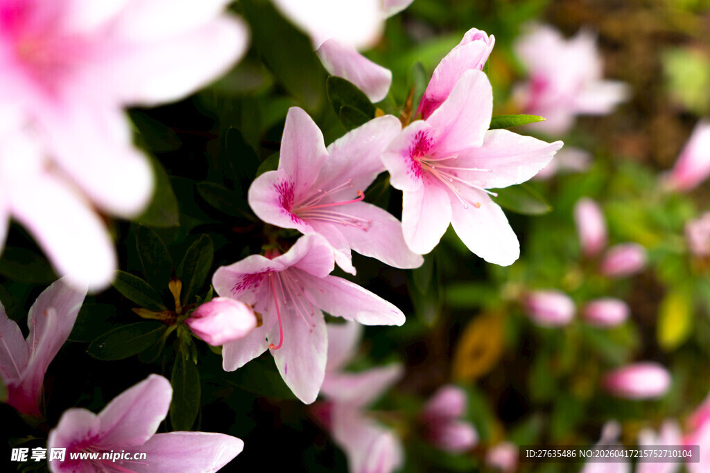 娇艳粉色花朵绽放