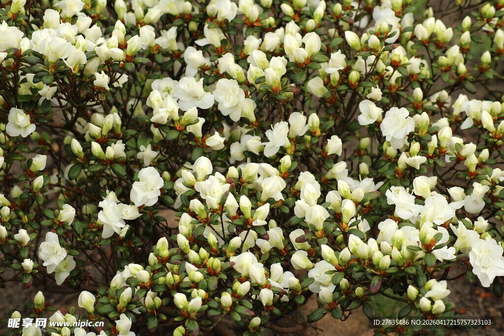 白色繁花绽放
