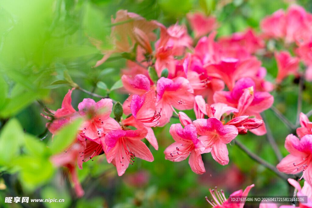 娇艳绽放的粉红色花卉