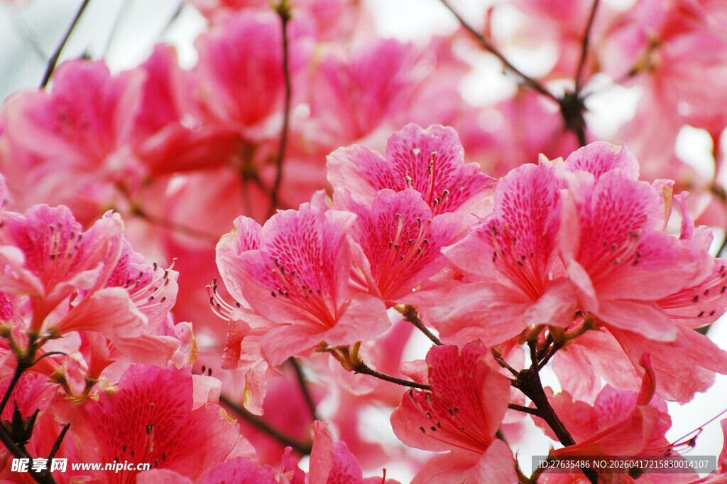 娇艳盛开的粉色杜鹃花