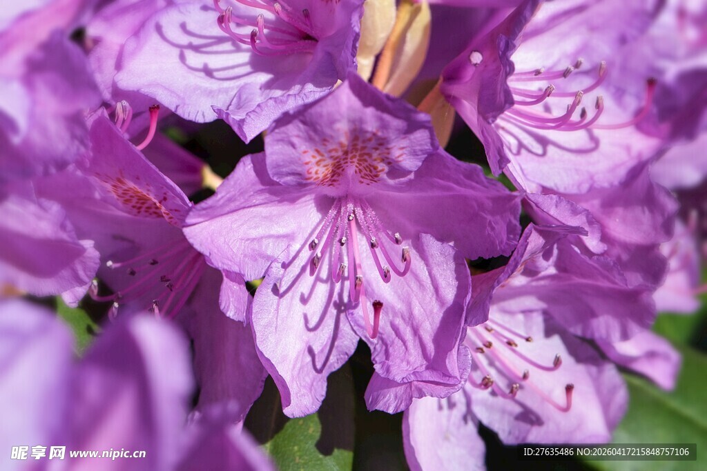 紫色美丽花卉特写