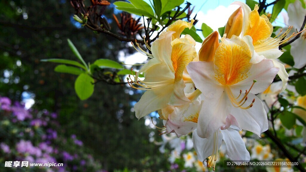 黄白双色杜鹃绽放枝头