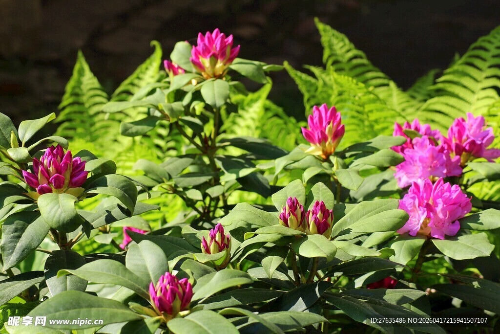 鲜艳绽放的多彩花卉