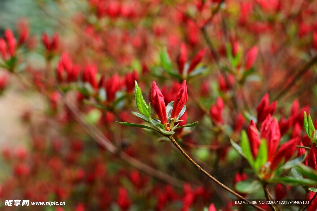 艳丽红花朵朵绽放