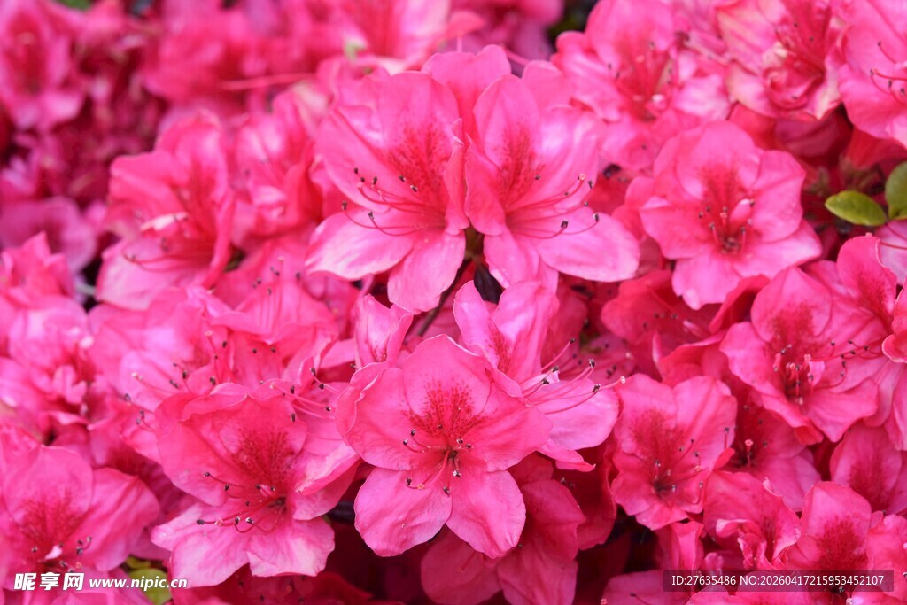 艳丽盛开的粉红色杜鹃花