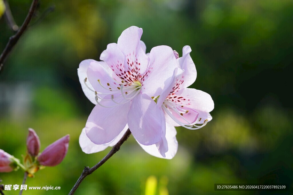 淡雅粉花绽放枝头