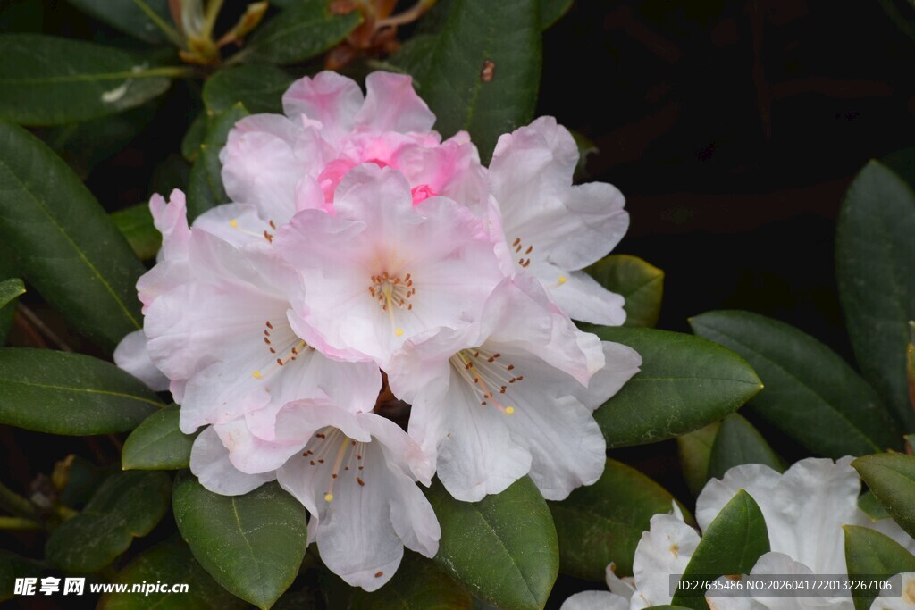娇艳盛开的粉色杜鹃花