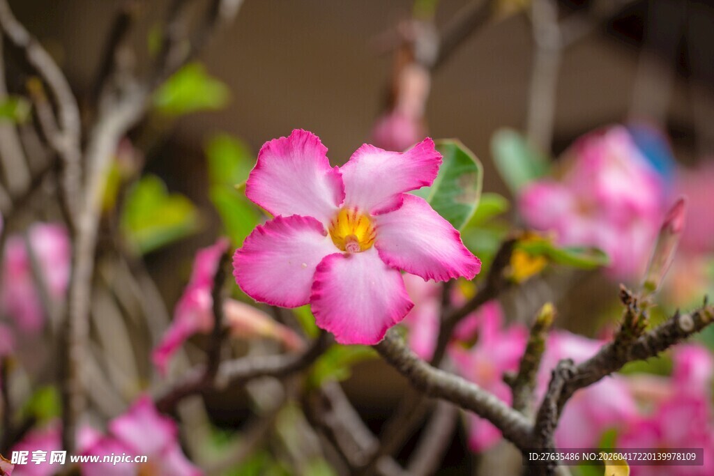 娇艳粉色花朵绽放枝头
