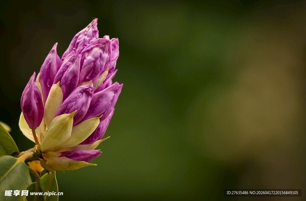 紫色绽放的美丽花朵