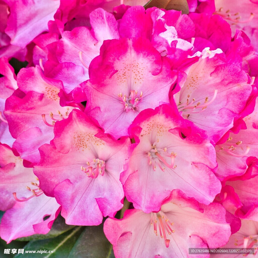 娇艳粉色杜鹃花绽放