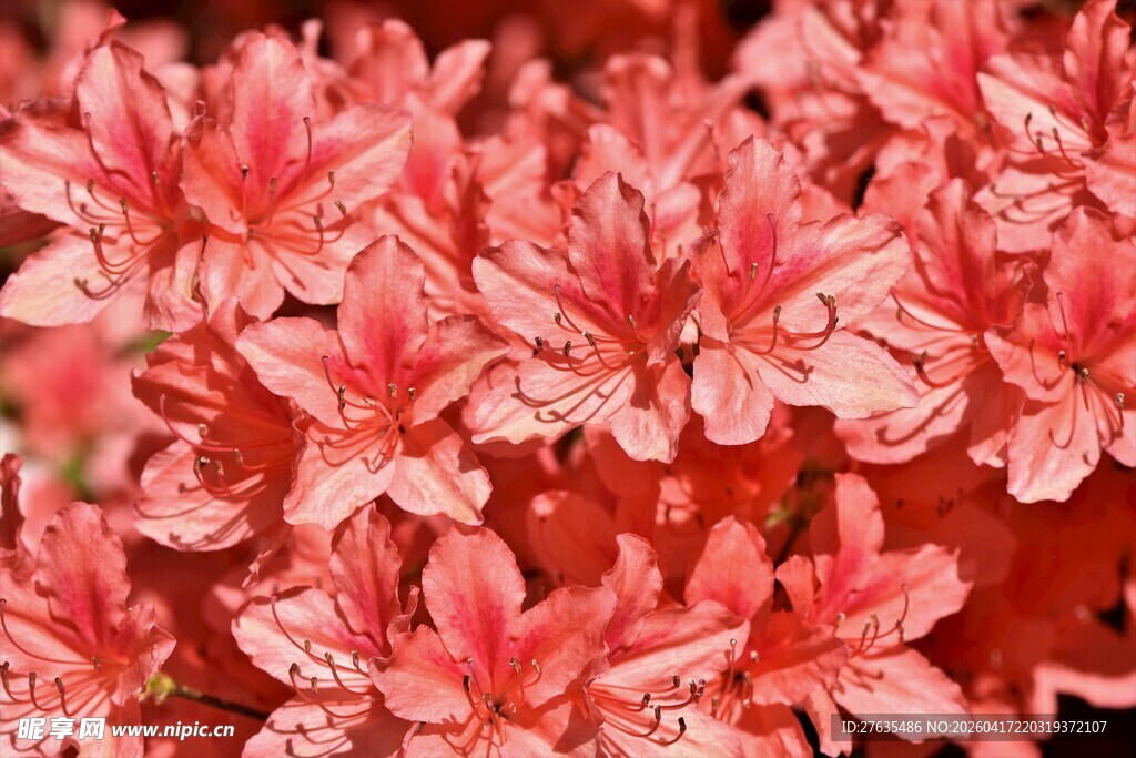 娇艳欲滴的粉色花卉